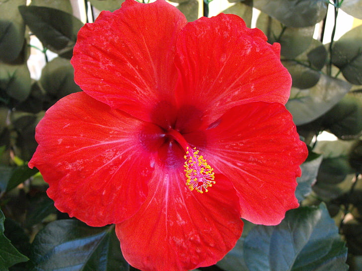 red flower, hibiscus, colorful, colored, malvaceae, nature, plant
