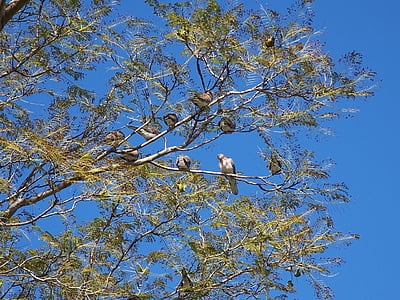 birds, pigeons, tree, sky, blue