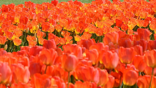 tulipani, parka, Crveni, biljka, priroda, cvijet, proljeće