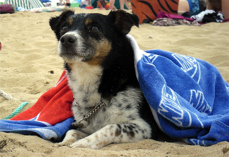 anjing, Jack russell terrier, potret, Humor, Pantai, musim panas, Manis