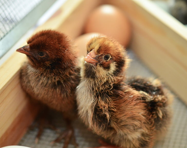 kycklingar, kläckts, fluffiga, unga djur, fluff, fjäderfä, kycklingar