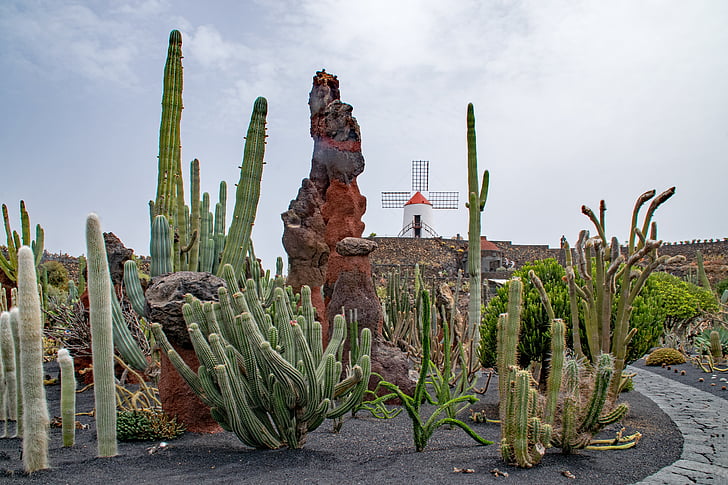 Jardin de cactus, kaktus, Lanzarote, Španělsko, zajímavosti Afriky, Guatiza, větrný mlýn