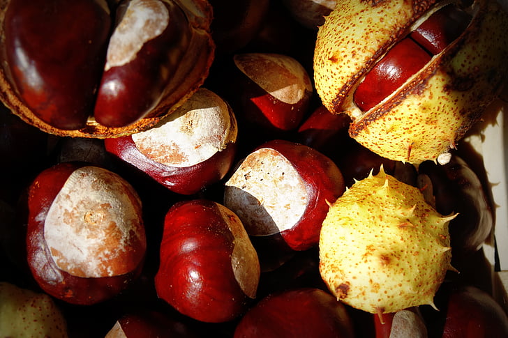 chestnut, musim gugur, pohon, buah-buahan, Buckeye, alam, buah