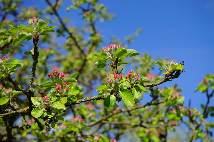 Omenapuu, Omena kukkii, kukat, punainen, Mene ylös, Bloom, kevään