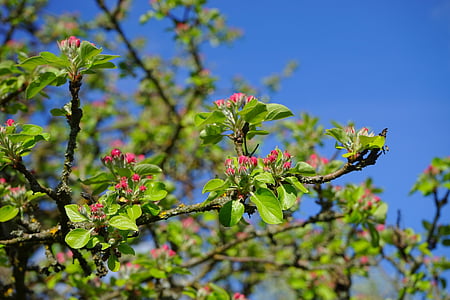 apple tree, apple blossoms, flowers, red, go up, bloom, spring