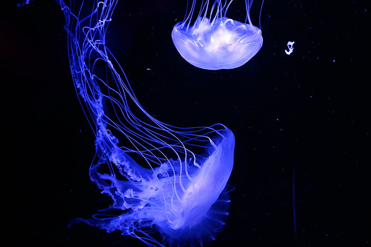 meduses, animal, Aquari, aquàtiques, fons, bonica, negre