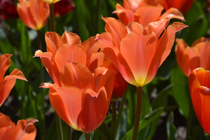 tulipanes, flores, primavera, florecido, schnittblume, pétalos de, flor de primavera