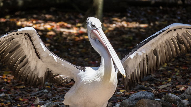 Pelican, vinger, dyr, Ave, vannfugler