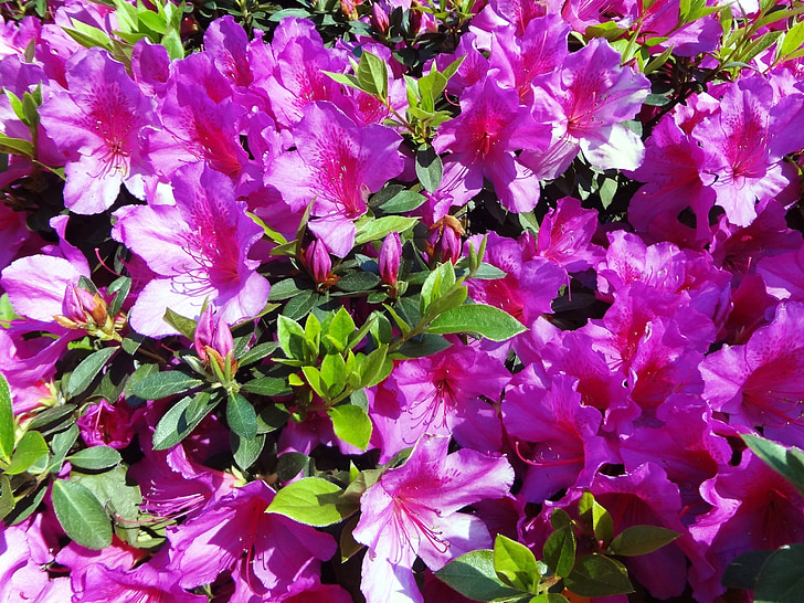 azalea pink, flowers, spring, spring flowers