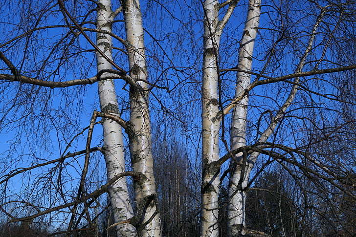 Breza, drvo, finski, priroda, grana, šuma, na otvorenom