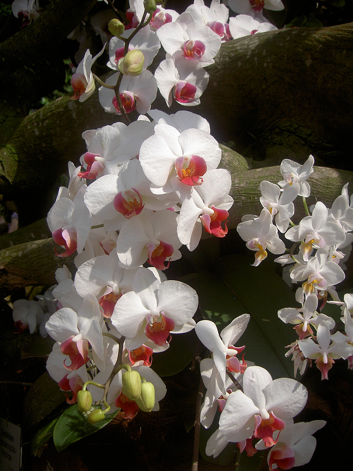 Orchid, bloem, wit, plant