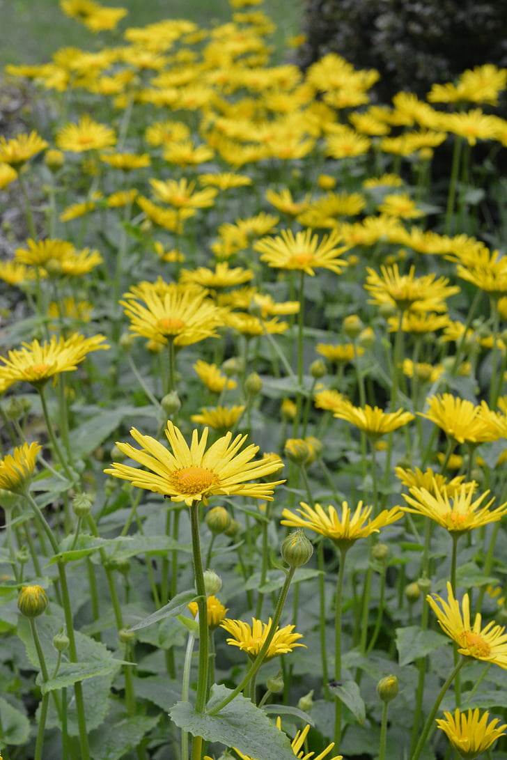 doronikum 백인, 노란색, 꽃, 노란색 꽃, 공장, 꽃, 봄