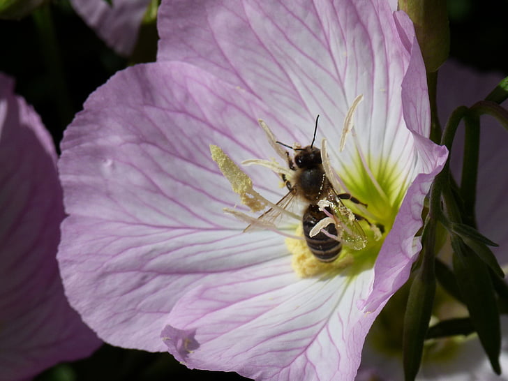 puķe, Bite, daba, detalizēti, noskaņojums, kukainis, zieds