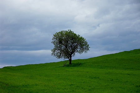 дерево, пейзаж, Луг, Природа, Испания, трава, на открытом воздухе