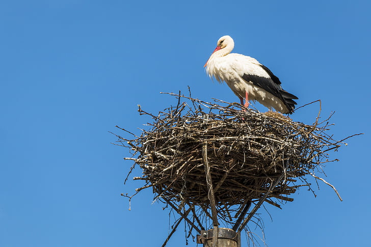 Stork, boet, fågel, Lüneburg, storkar, skallra stork, naturen