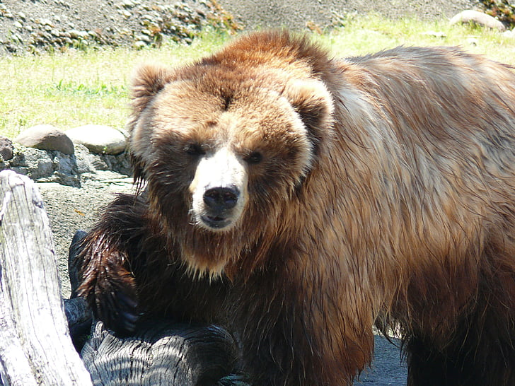beruang cokelat, Sofia zoo, binatang