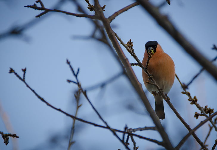 bullfinch, spring, small birds