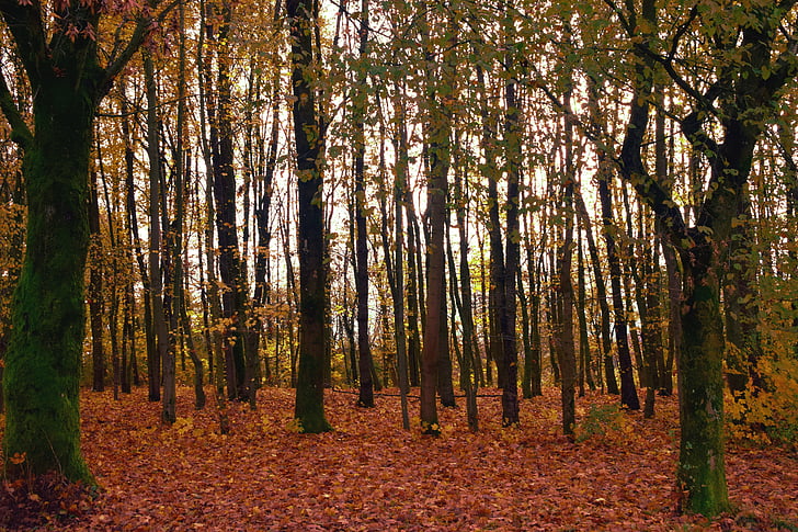 δέντρα, δάσος, το φθινόπωρο, φως, Χρυσή, κορμοί δέντρων, στελέχη