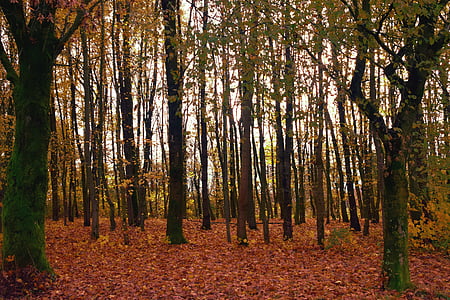 träd, skogen, hösten, ljus, gyllene, trädstammar, stammar