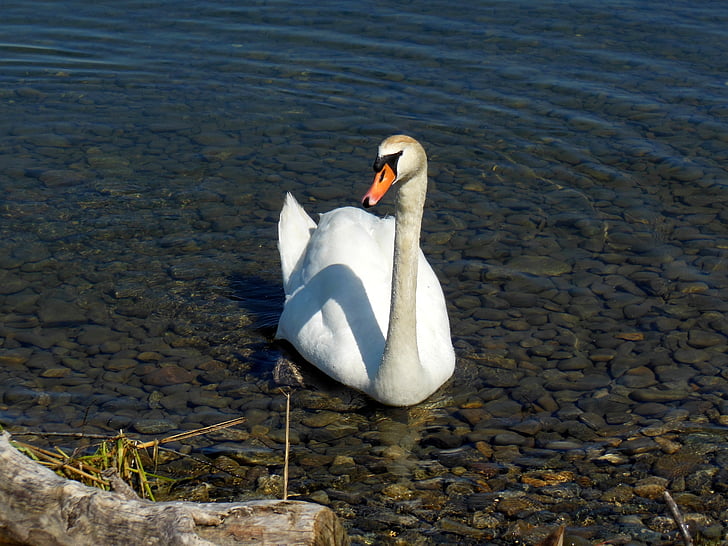 swan, lake constance, water, stones, water bird, mood, austria