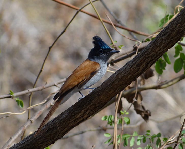 asian paradise flycatcher, bird, pune, india, brown wings, gray feather, black head