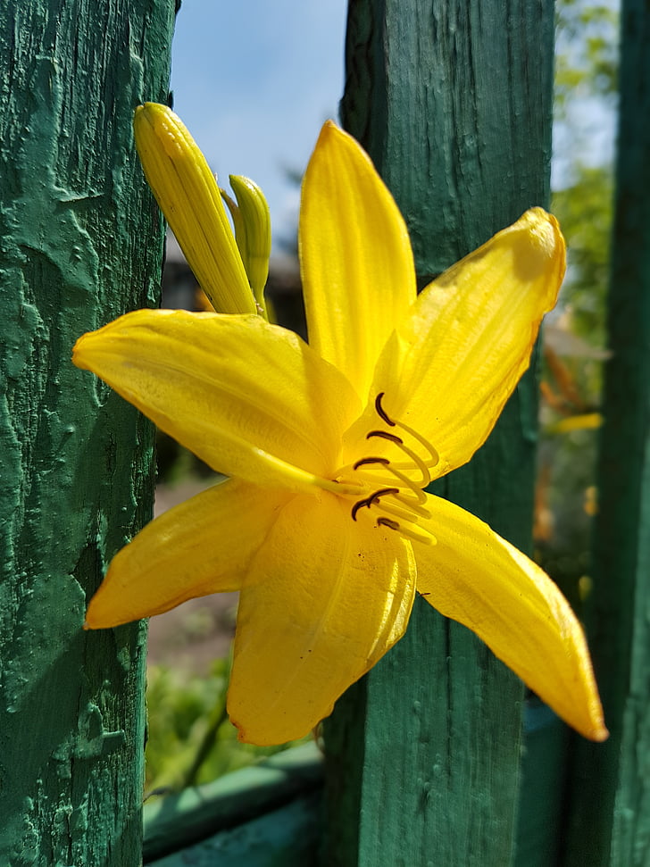 flowers, lily, lilies, yellow, nature, flower, plant