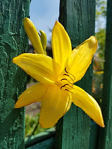 bunga, Lily, bunga bakung, kuning, alam, bunga, tanaman