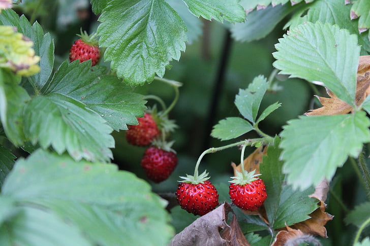 wood strawberry, strawberries, plant, fruit, red, berry, wild plant