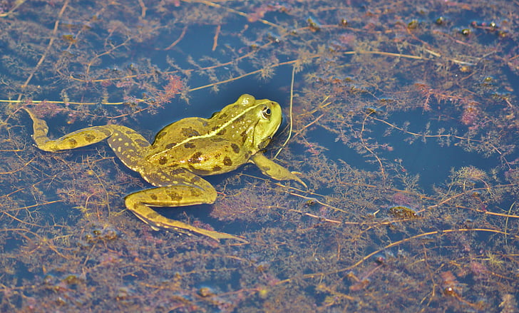 frosk, dammen, hage tjern, vann, akvatiske dyr, vann frosk, Frog pond