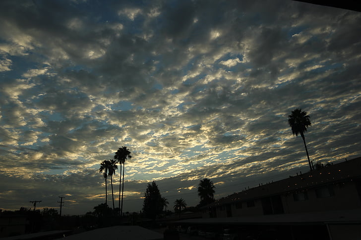 Sky, Palm tree, molnet