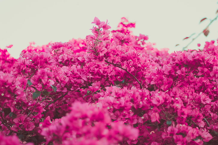 Cherry, Blossom, fotografi, merah muda, bunga, mekar, kelopak