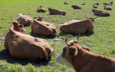 atrajotojų, karvių, karvė, gulėti, ganyklos, pieva, galvijų