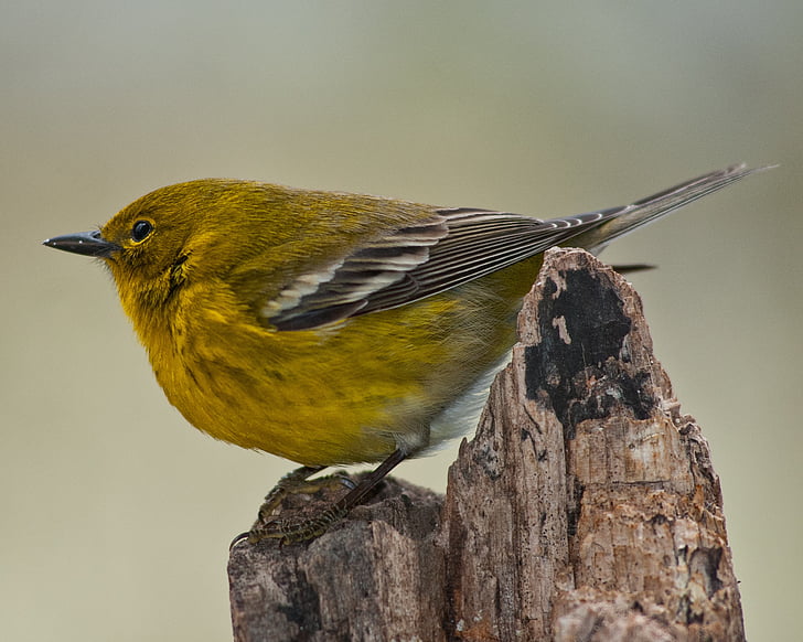 pino warbler, Warbler, uccello, fauna selvatica, natura, Songbird