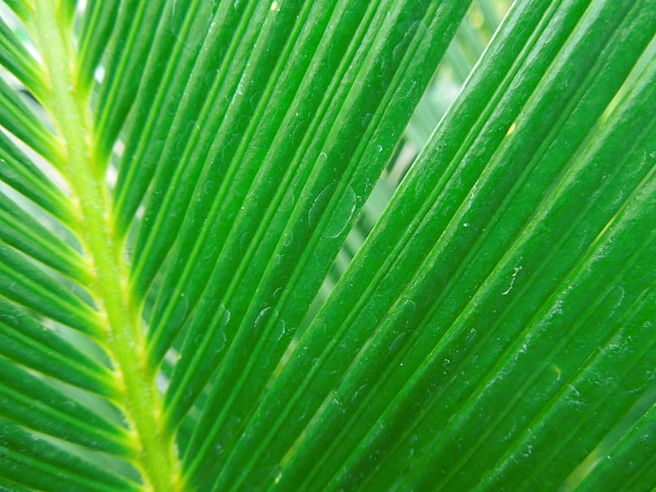 yaprak, Yeşil, doğa, yalancı Sagu palmiyesi