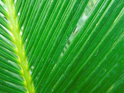 leaf, green, nature, cycas
