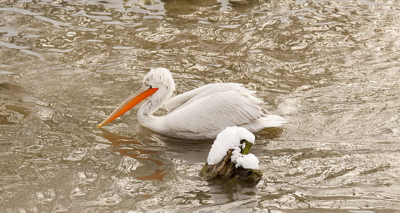 pelikan, bird, plumage, water, feather, white, swim