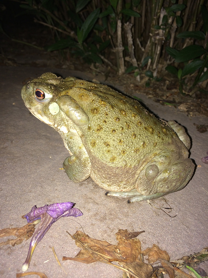 toad, amphibian, wild, green