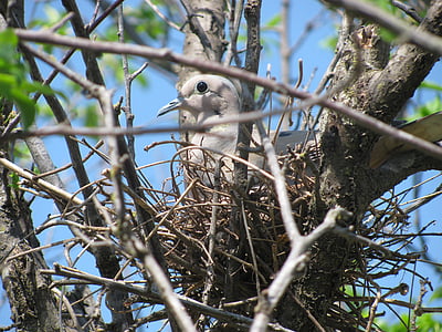 paloma, nest, ave, bird, nature, branch, wildlife