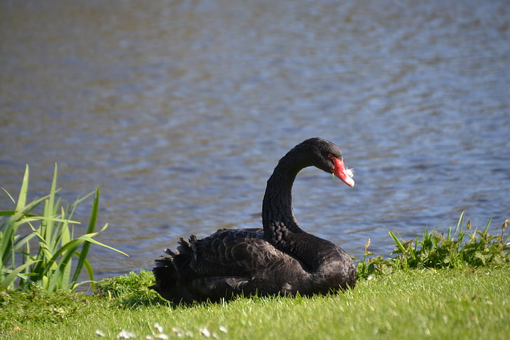 Swan, sorg swan, Black swan, fuglen, vannet, fugler, dyr