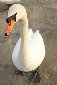 Swan, burung, alam, satwa liar, liar, hewan, putih