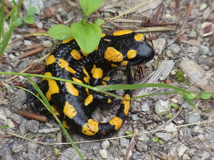 Salamandra plamista, zwierząt, płazów, Natura, żółty, czarny płazy