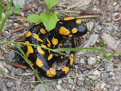 Salamandra pezzata, animale, anfibio, natura, giallo, anfibi neri