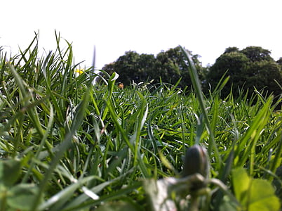 Meadow, au sol, fermer, nature, été, herbe, vert