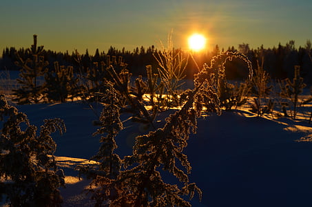 téli, Norrbotten, Norrland, hideg, hó, fehér, Svédország