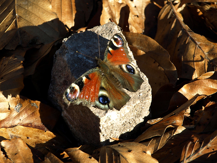 butterfly, peacock butterfly, autumn, insect, stone, shadow, leaves