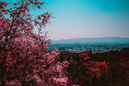 秋, 秋の色, 穏やかな, 桜の花, 市, 都市の景観, 環境