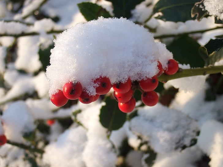 berries, snow, winter, red, white, cold, plant