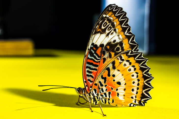 пеперуда, насекоми, природата, пеперуда - насекоми, животните, жълто, животински крило
