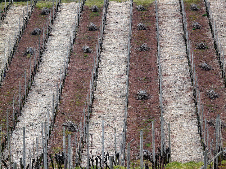 Vineyard, struktuur, Vineyard talvel, viinapuude, veini piirkonna, loodus, seeria