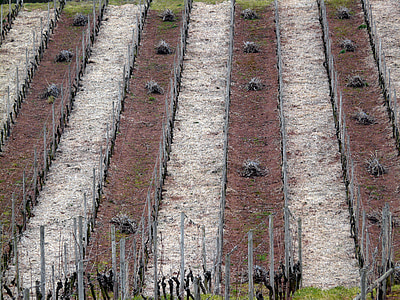vineyard, structure, vineyard in winter, vines, wine region, nature, series